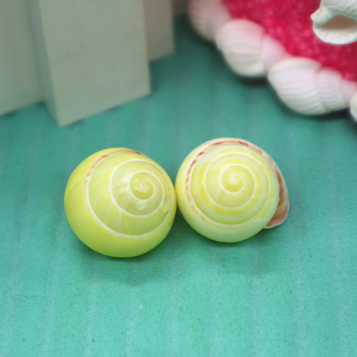 Natural sea shell 2cm yellow snail spiral cheek bean cow specimen collection aquarium decoration