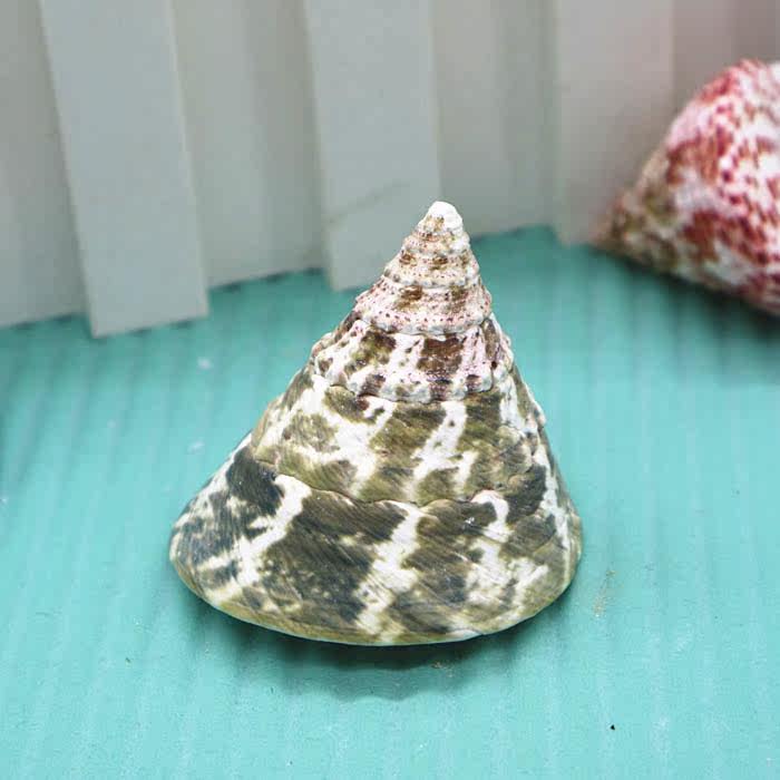 Natural sea shell 3 - 5cm large flower tower Flower bell - clock fish tank scenic furniture decorated in the Mediterranean