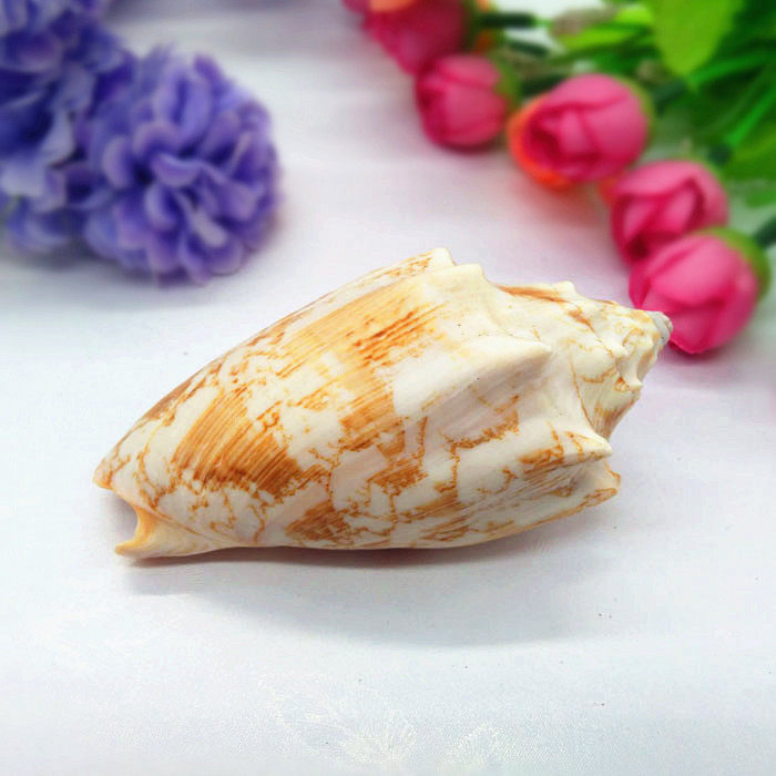 Natural conch shell 5-10cm emperor snail fish tank decoration landscaping craft gift decoration creative home accessories