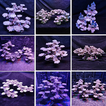 Sea tank landscaping algae-free non-living stone landscaping artificial stone landscaping dead stone landscaping Dongjie Liaohai same style landscaping