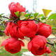 Longevity crown begonia flower double red begonia potted courtyard balcony flower viewing bonsai cold-resistant winter flowering plant