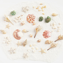 Natural SeaStar Shells Sea Snails Suit Ins Wind Marine Cosmetics Net Red Pendulum Photo Shoots of Photography props