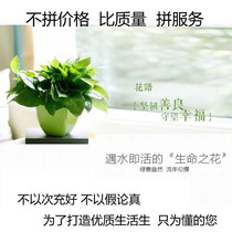 Green Ole Hydropsy Green Planting Potted Potted Pendant Lan Absorbing Formaldehyde Purified Air Radiation-Resistant Indoor Plants