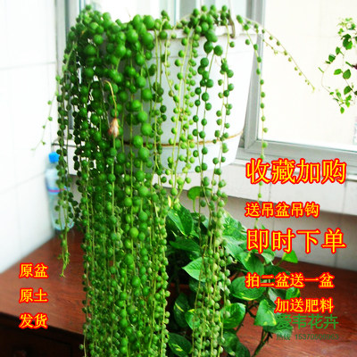 Buddha Pearl Pearl Chlorophytum Radiation Protection Succulents Potted Flowers Indoor Potted Plants with Potted Good Lovers Tears