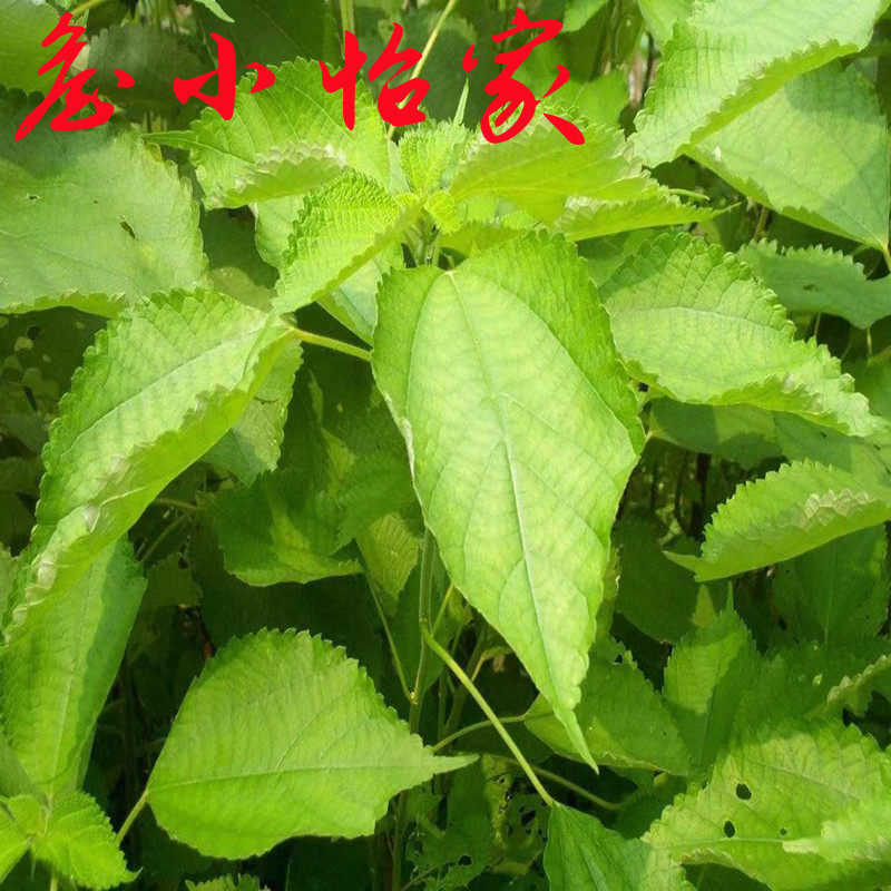 无锡宜兴特产野生绿苎头:青团绿团子的灵魂原料,尝鲜必知的秘密!-薄荷叶-淘宝百科网