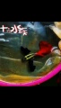 十六水族专注品质店铺的LOGO