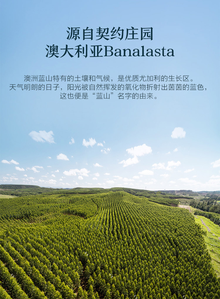阿芙尤加利精油原产地