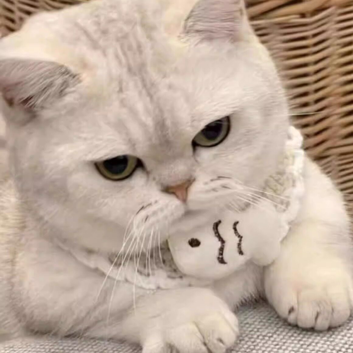 萌宠一家人