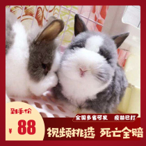 Rabbit live Dutch lop rabbit Pygmy Rabbit Covered face Long-haired Angolan Cat Rabbit Mini rabbit Lion Rabbit