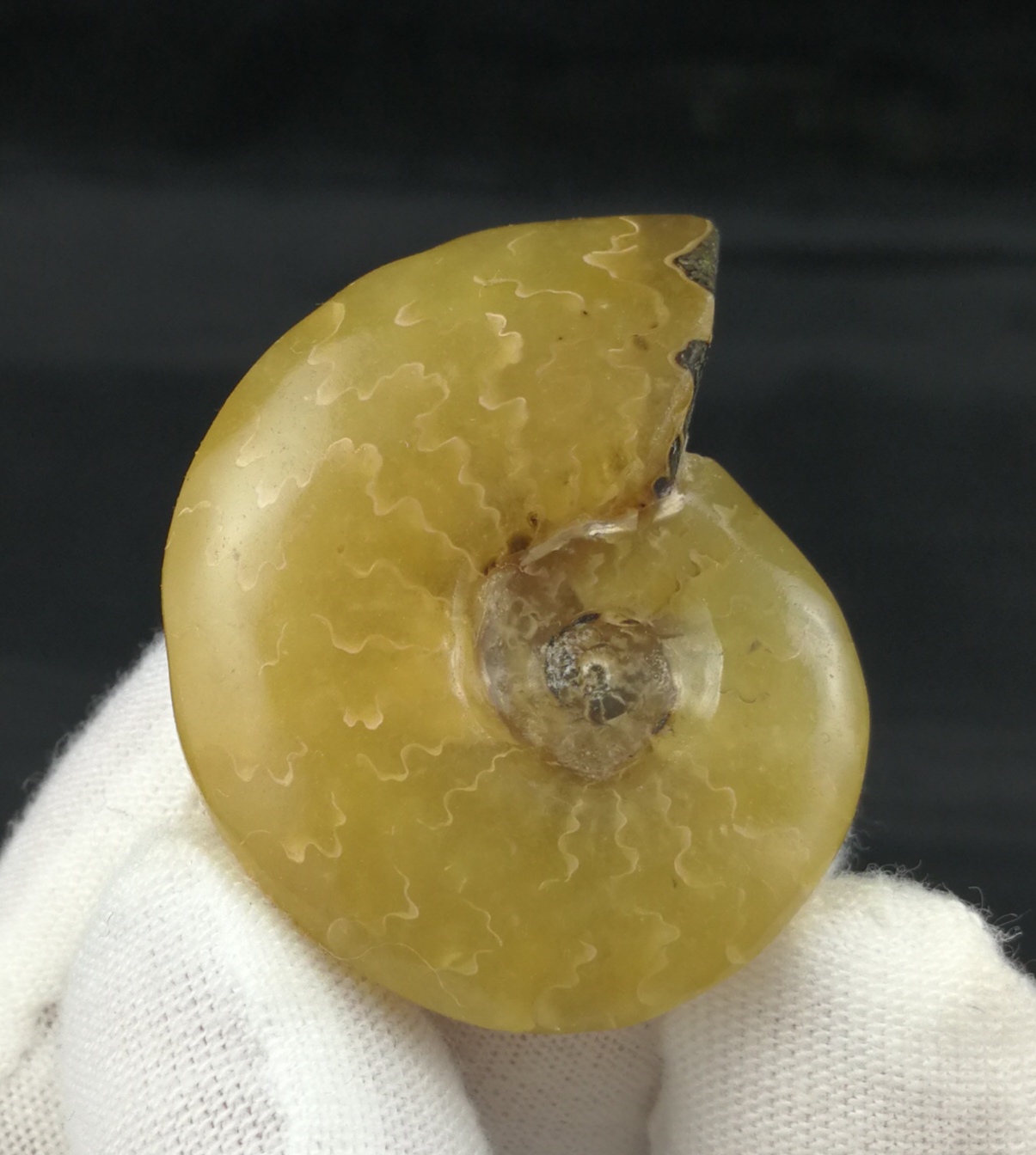 聚宝阁天然精品黄菊石发财螺化石全玉化传世珍品招旺财手把件挂件-Taobao Malaysia