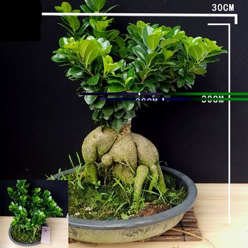 Гинзенс Баньян Баньян Деревья Тайвань Тигр Кожа Баньян Зеленый растение цветок Фуцзянь чай Бонсай Бесплатная доставка в полжи