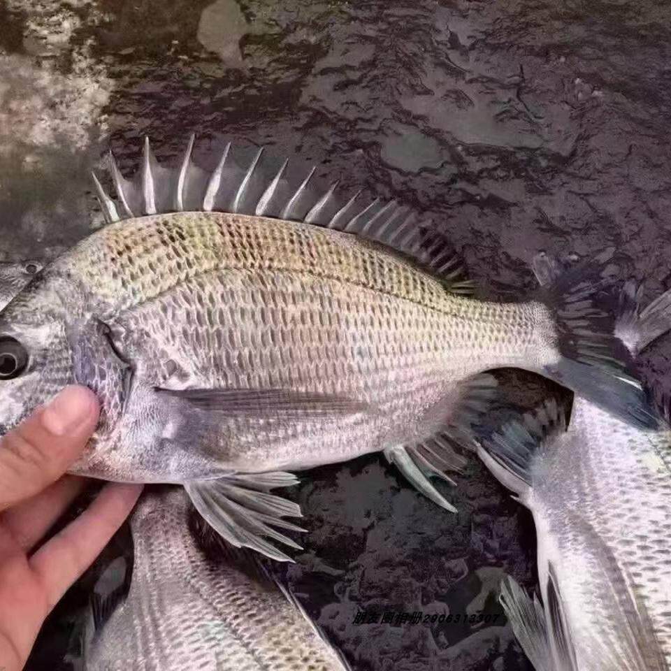 东山岛深海真鲷鱼刺身:鲜美直达舌尖的极致享受!🐟 -金枪鱼-淘宝百科网