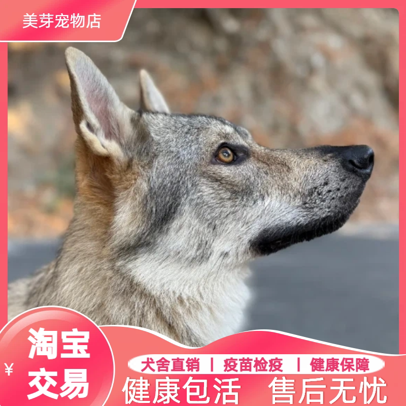 如何选择适合家庭的狼青犬幼崽?-狗狗-淘宝百科网