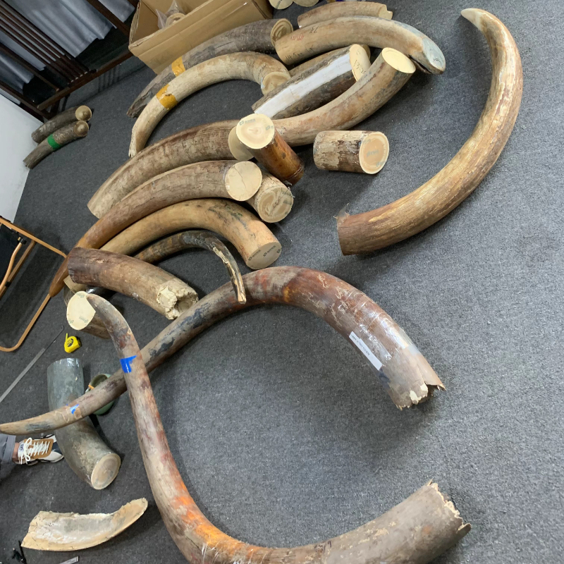 Natural Mammoth Tusk Authentic DIY Carving Craft Materials Ornaments Beads Accessories Raw Materials Natural Mammoth Tusk Authentic DIY Carving Craft Materials Ornaments Beads Accessories Raw Materials