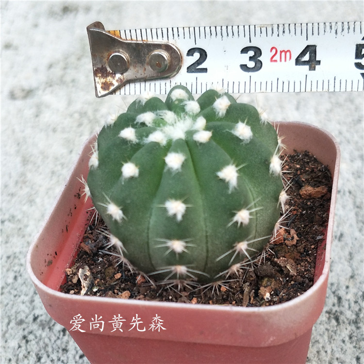 仙人球 王冠短毛王 稀有品種仙人掌多肉植物辦公室防輻射小盆栽 仙人球 王冠短毛王 稀有品種仙人掌多肉植物辦公室防輻射小盆栽