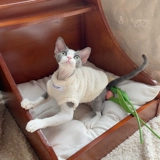 8 Яйцо/Юндуо Молоко, одежда, домашняя оригинальная осень и зима безволосая кошачь