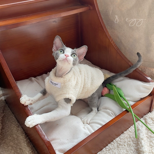 8 Яйцо/Юндуо Молоко, одежда, домашняя оригинальная осень и зима безволосая кошачь