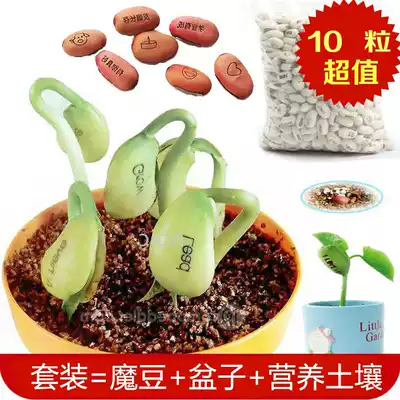 Magic lettering love magic bean seed egg creative mini plant with word bean long word bean cute small potted plant