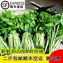 Northeast Hills Wild Vegetable Sprug Five Plus Hills Vegetable Fresh Thorn Fruit Stick Wild Wild Wild Vegetables A Catty Air Freight