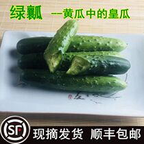 Dry Cucumbers Fresh 5 catties Shunfung Mountain Range now plucks the earth and small cucumber fruit and vegetable pregnant women raw to eat