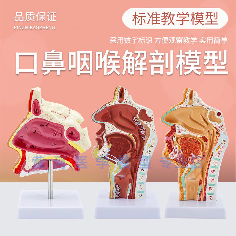 人体鼻腔解剖模型耳鼻喉科医学教学模型鼻子口腔鼻部结构组织模型