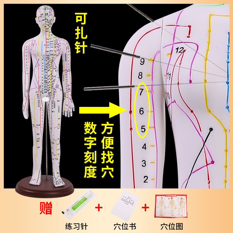 教学中医针灸穴位模型针灸推拿穴位模型针灸穴位52CM彩白色针灸人