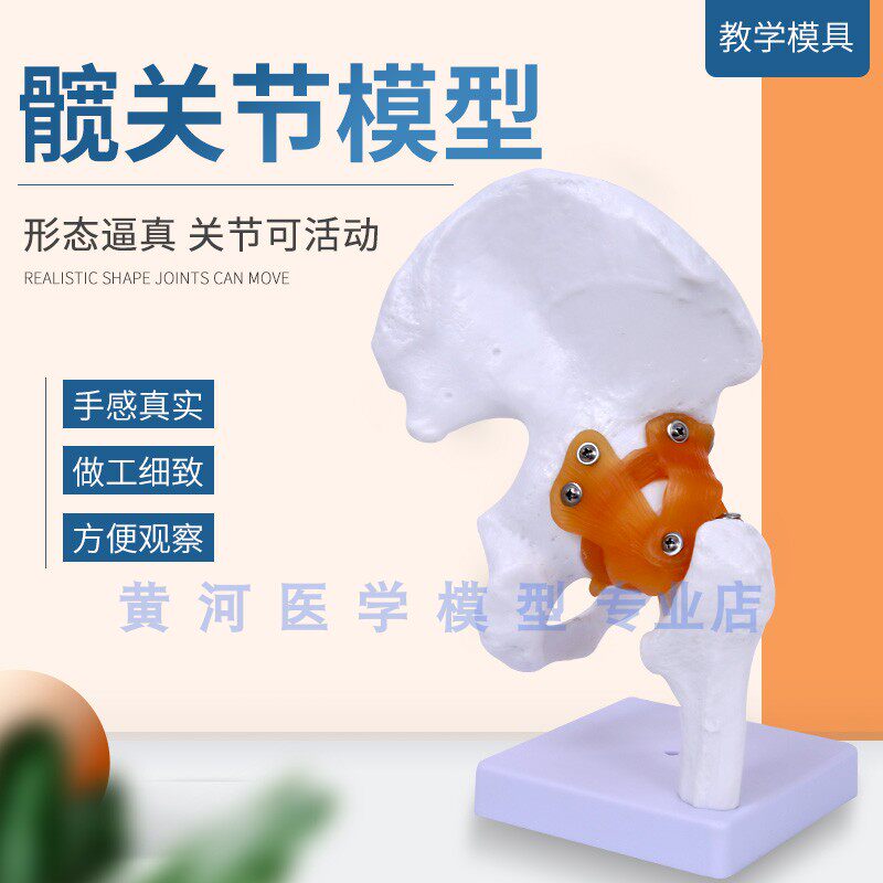 仿真人体髋关节模型 自然大髋关节附韧带 人工韧带 前后倾旋转