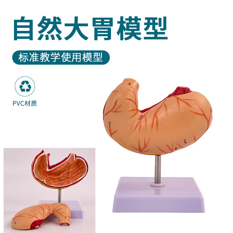 自然大胃模型仿真拆卸2部件胃粘膜消化系统胃血管神经肌肉医生用