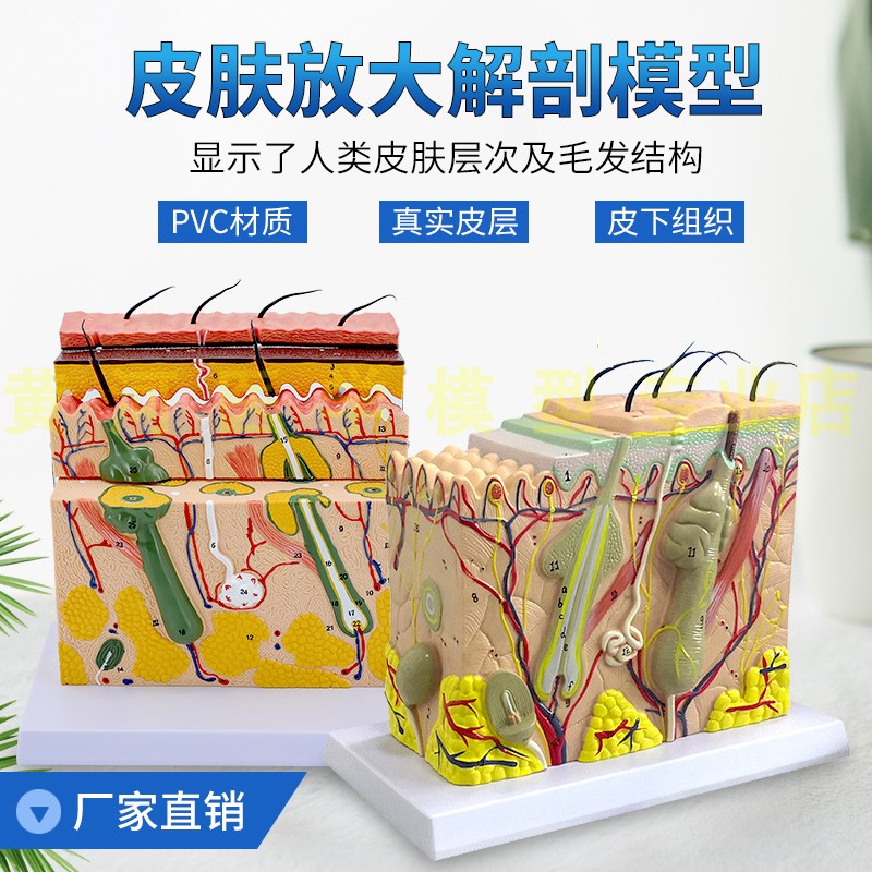 人体皮肤组织结构放大模型皮肤切面解剖模型美容整形美容模具