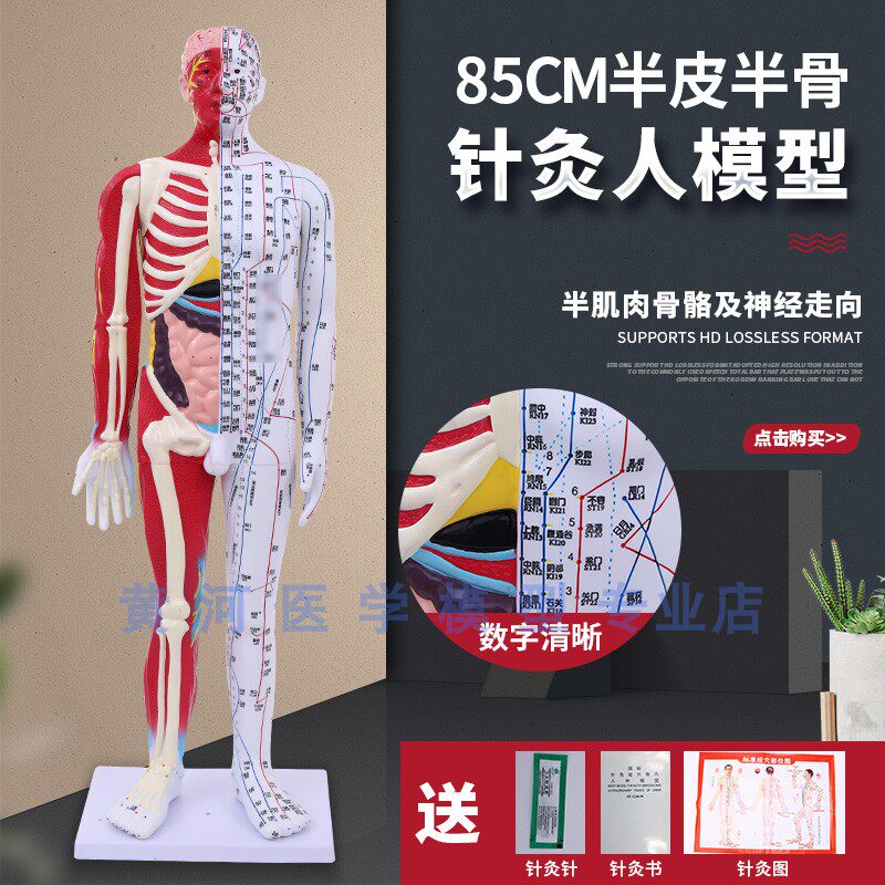 85cm半皮半肌肉解剖 60CM人体穴位模型经络按摩男女针灸中医教学