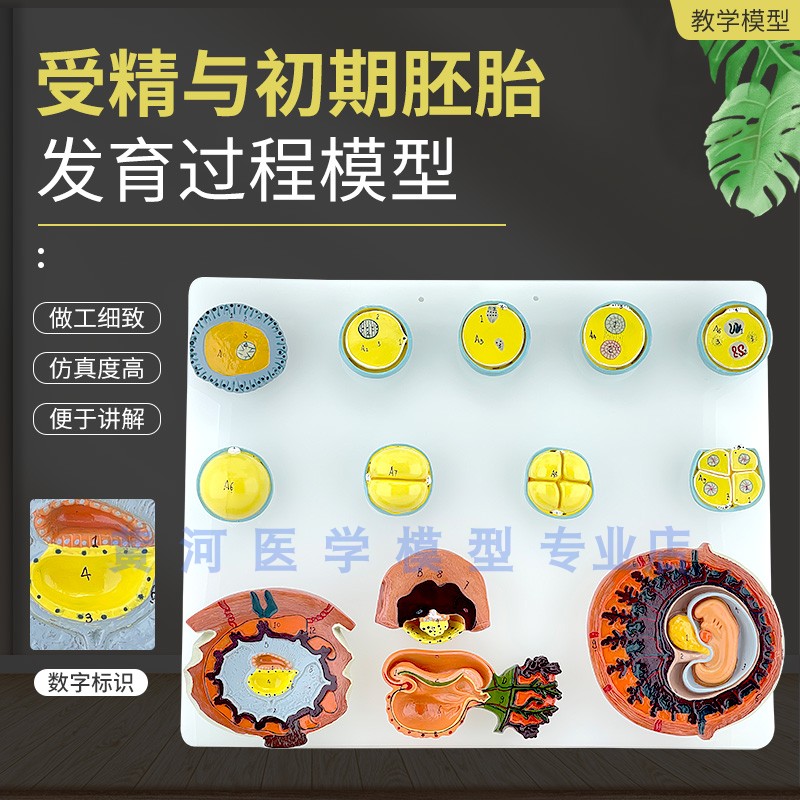 受精与初期胚胎发育过程模型卵细胞发育妇产科计划生育教学胎盘