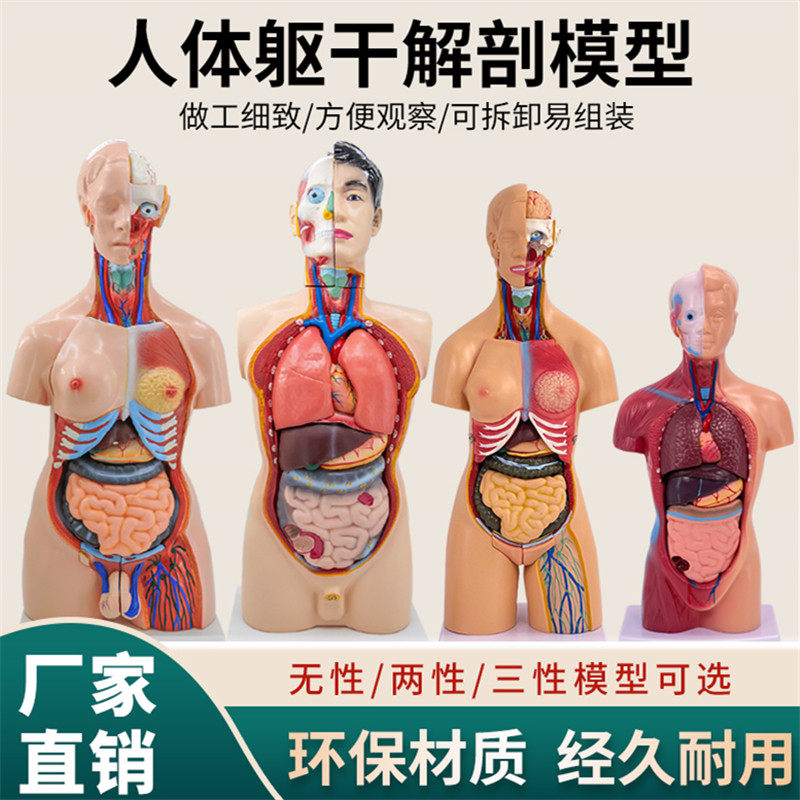 85cm28cm人体躯干解剖模型器官可拆卸医学教学心脏内脏模型玩具
