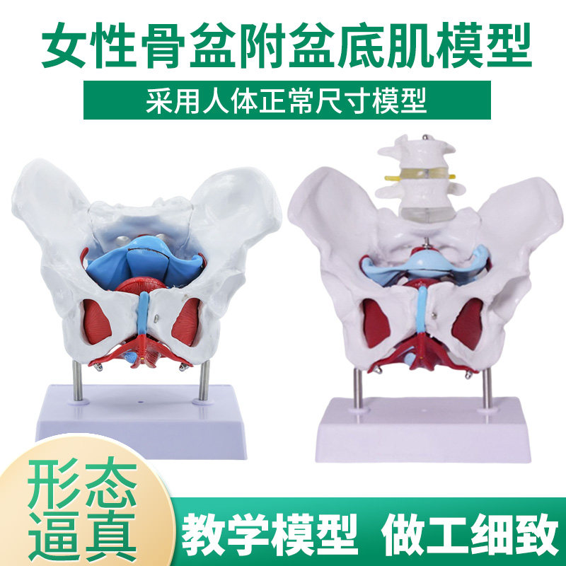 产后恢复女性骨盆肌肉模型及盆底肌模型子宫盆骨分娩助产教学模型