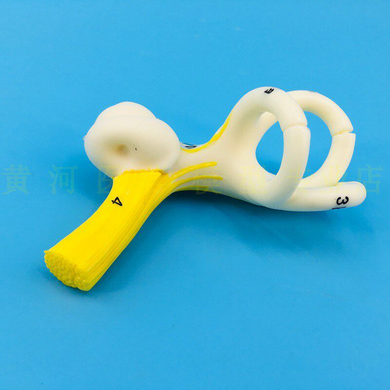 人体耳朵半规管 耳蜗 半规管解剖模型 内耳 耳模型 耳迷路模型