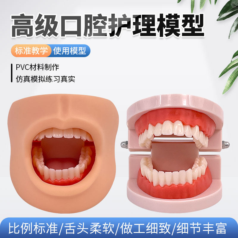 带舌头款大口腔清洁模型 牙科保健静态教学模型 14岁以上适用