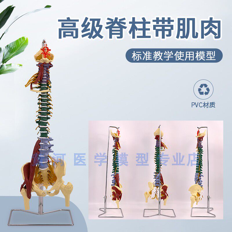 80CM高级脊椎附肌肉及彩色分区正骨彩色椎体人体脊柱成人骨骼模型