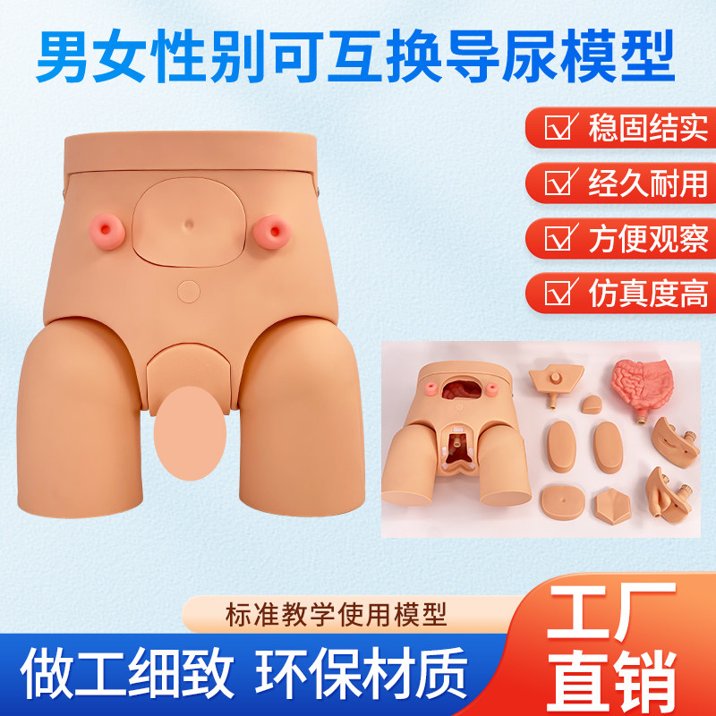 导尿模具 高级男女可互换内外生殖器导尿模型 导尿直观练习模具