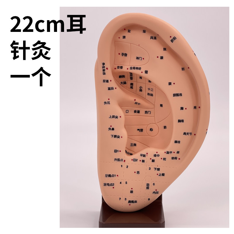 22CM耳针灸模型 耳朵穴位模型 耳部经络模型  耳朵按摩反射区模型