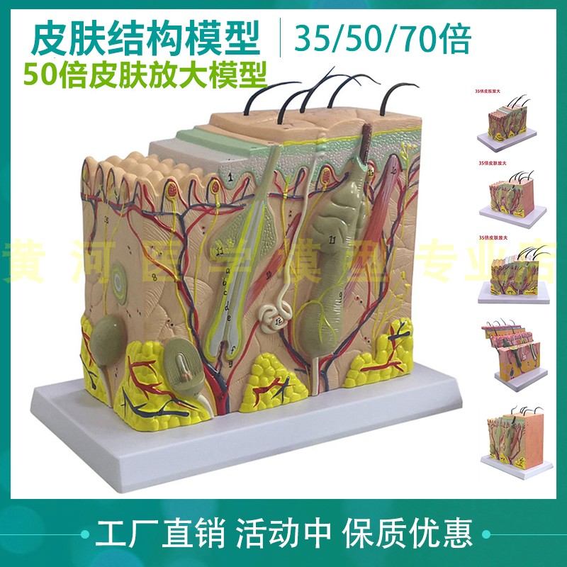 皮肤结构解剖模型教学组织层次立体构造微整形缝合美容医学模具型