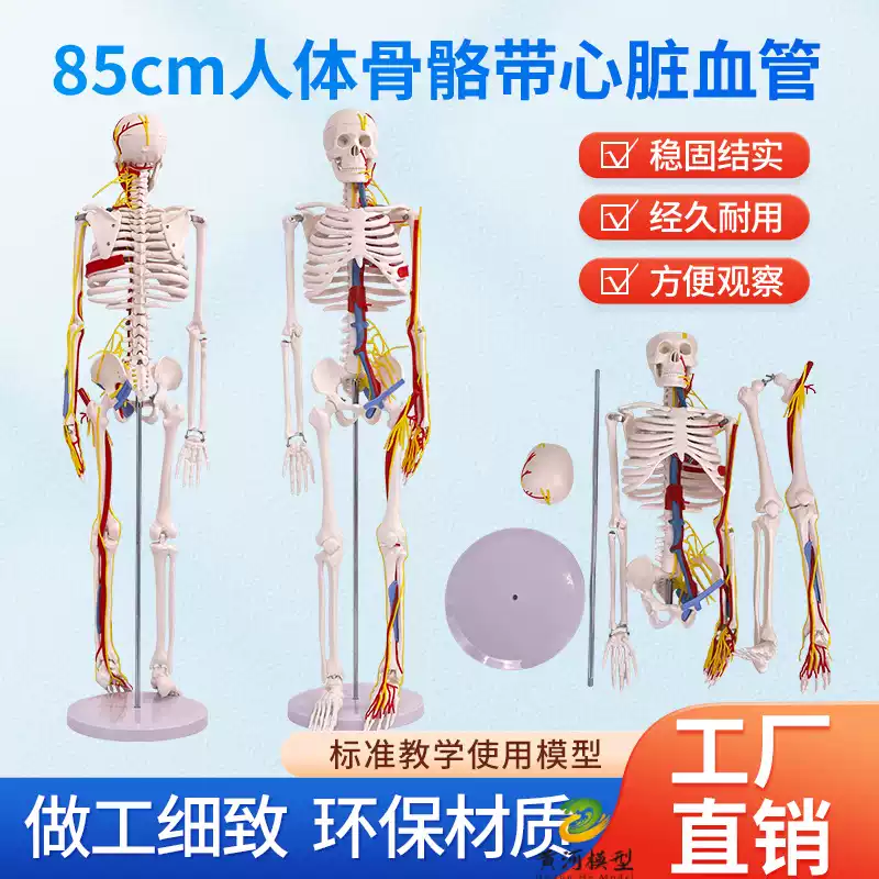 骨模型 85CM高人体骨骼带心脏与血管骨架模型全身骨架人体模型成人小骷髅-淘宝