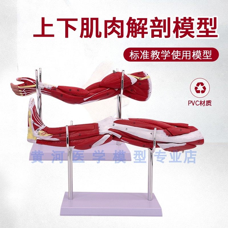 小型上肢下肢肌肉解剖模型带血管神经可拆手臂肌肉运动系统模型