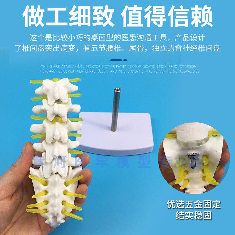 小型腰椎带尾椎骨模型5节带腰椎间盘的腰椎、骶骨、尾骨和脊椎