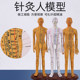 Acupoints can be acupuncture and whole body Chinese medicine meridian human body model
