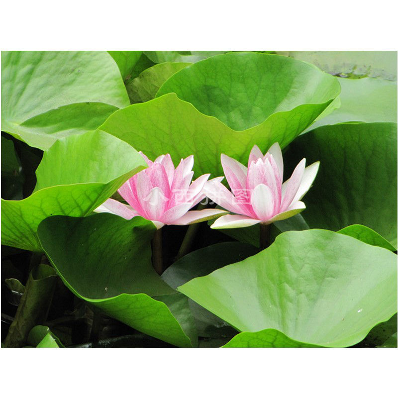 Postage difference Special order for abnormal orders