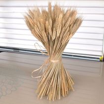 Natural wheat ear dried flower bouquet opened barley garden decoration gift shooting props dried flower real flower wheat placed