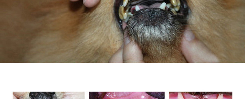 # [Thành viên] Hương vị Senatch Hương vị thoải mái dành cho chó và chó Thú cưng ngoại trừ hôi miệng - Cat / Dog Medical Supplies 	các loại kim tiêm thú y	