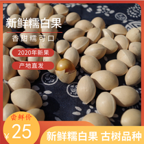 2021 fresh glutinous white fruit ginkgo ginkgo round fruit Pizhou specialty delivery recipe delivery fruit opener