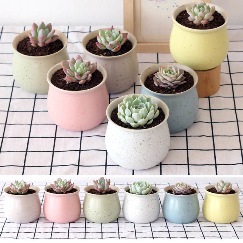 Marca dragon fleshy flower pot cactus green plant minimalist aesthetic tray was wind chassis ceramic small flower pot