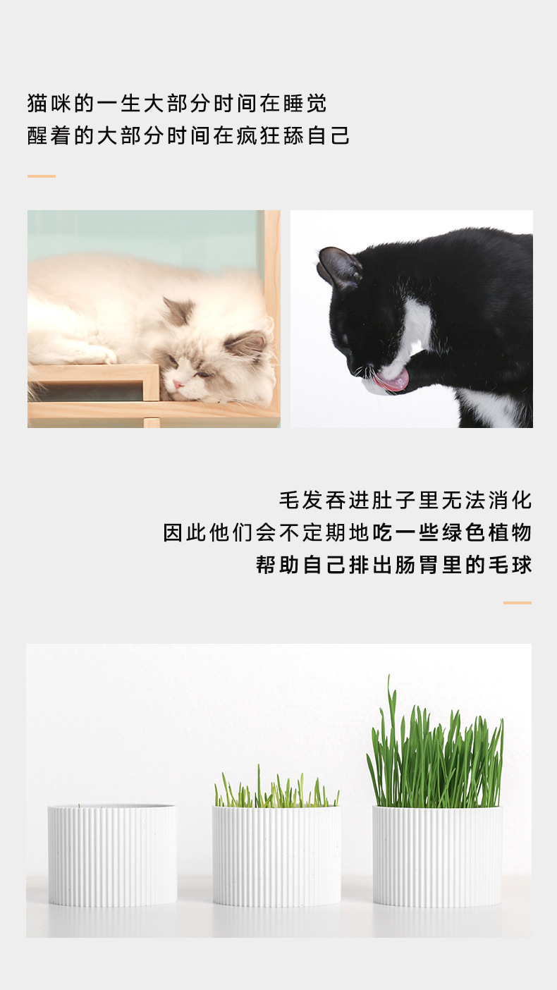 Peppermint Pidan trồng cỏ mèo để bóng tóc mèo cỏ mèo catnip hạt giống lúa mì - Đồ ăn nhẹ cho mèo hạt meo o