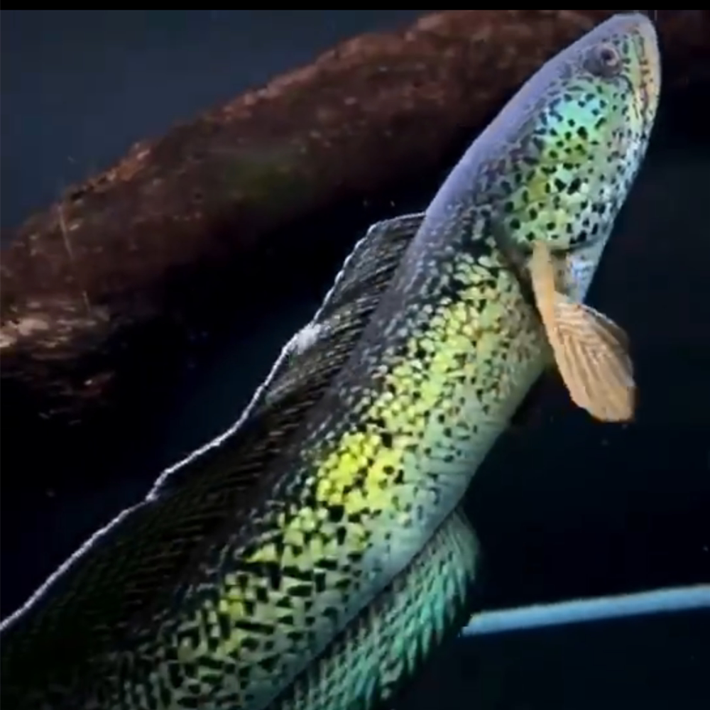 Eternity Water Nation Barca Electric Dragon Gold Cobra Electric Dragon Sapphire Tropical Ornamental Fish large Electric Dragon King